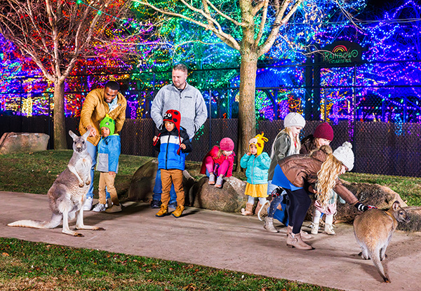 Goat During ChristmasTime at the Ark Encounter