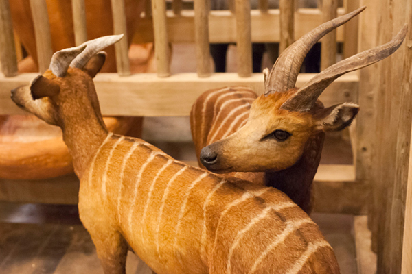 Animals on Noah's Ark | Ark Encounter