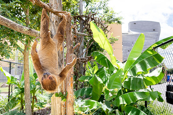 sloth hanging from tree.