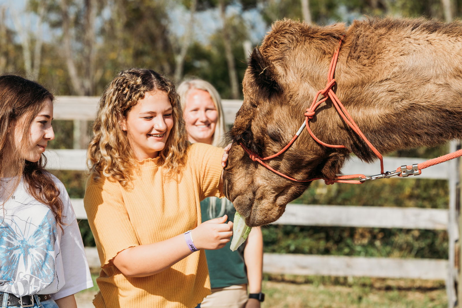 Camel Encounters