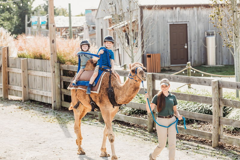 Camel Rides