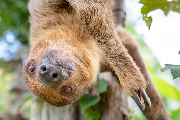 Hoffmann’s Two-Toed Sloth