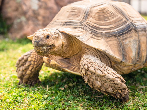 African Spurred Tortoise