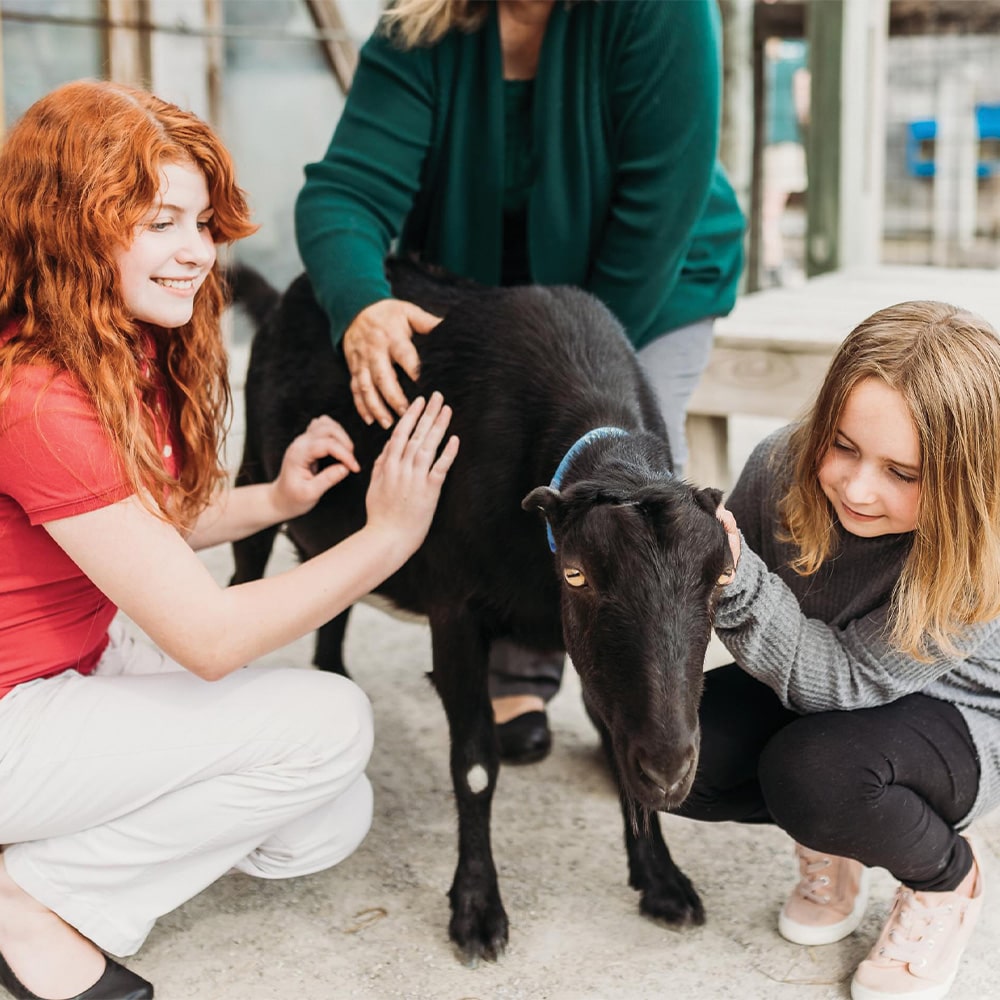 two girls petting goat at zoo