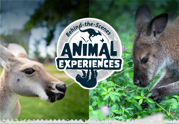 New Behind-the-Scenes Macropod Experience