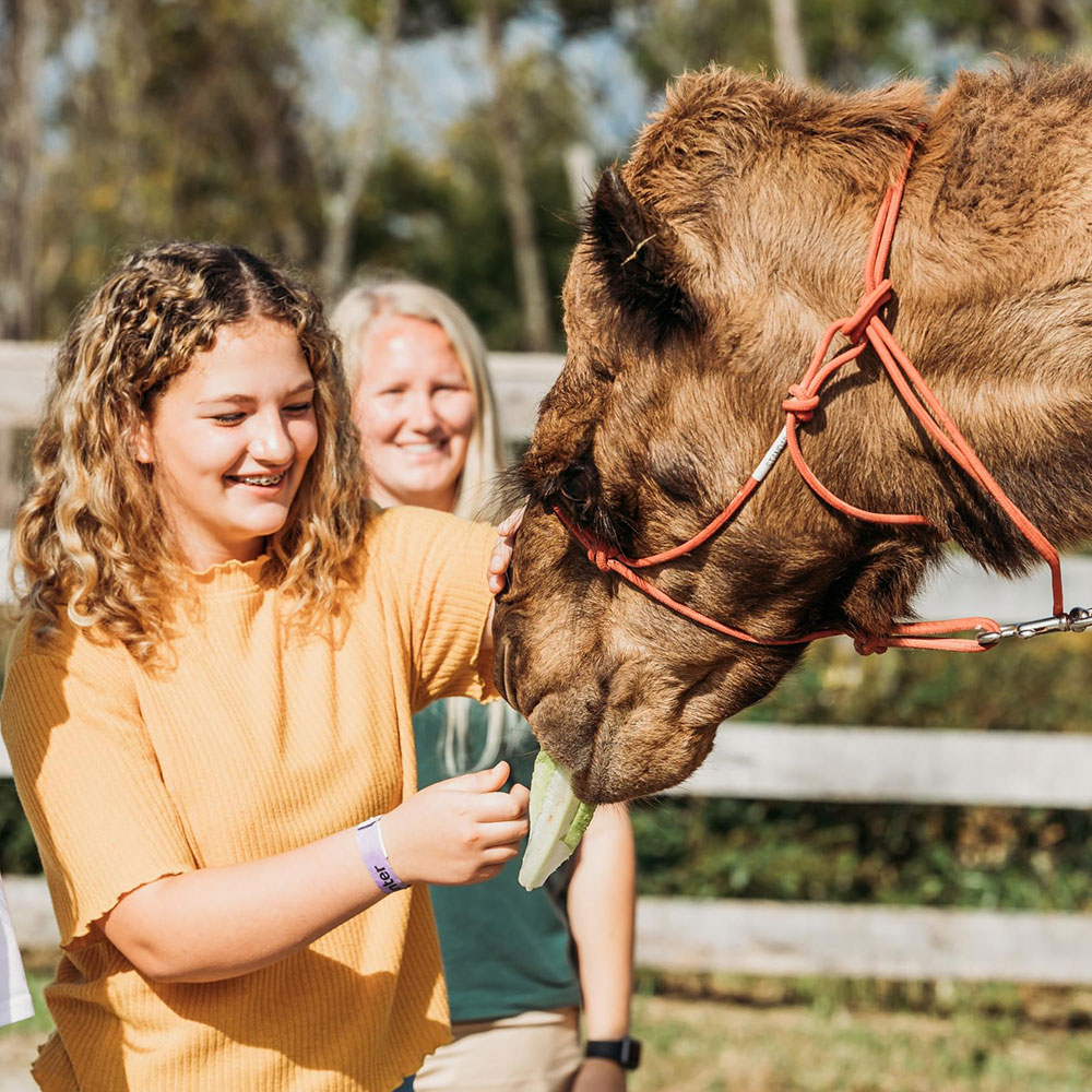 young girl feeding camel