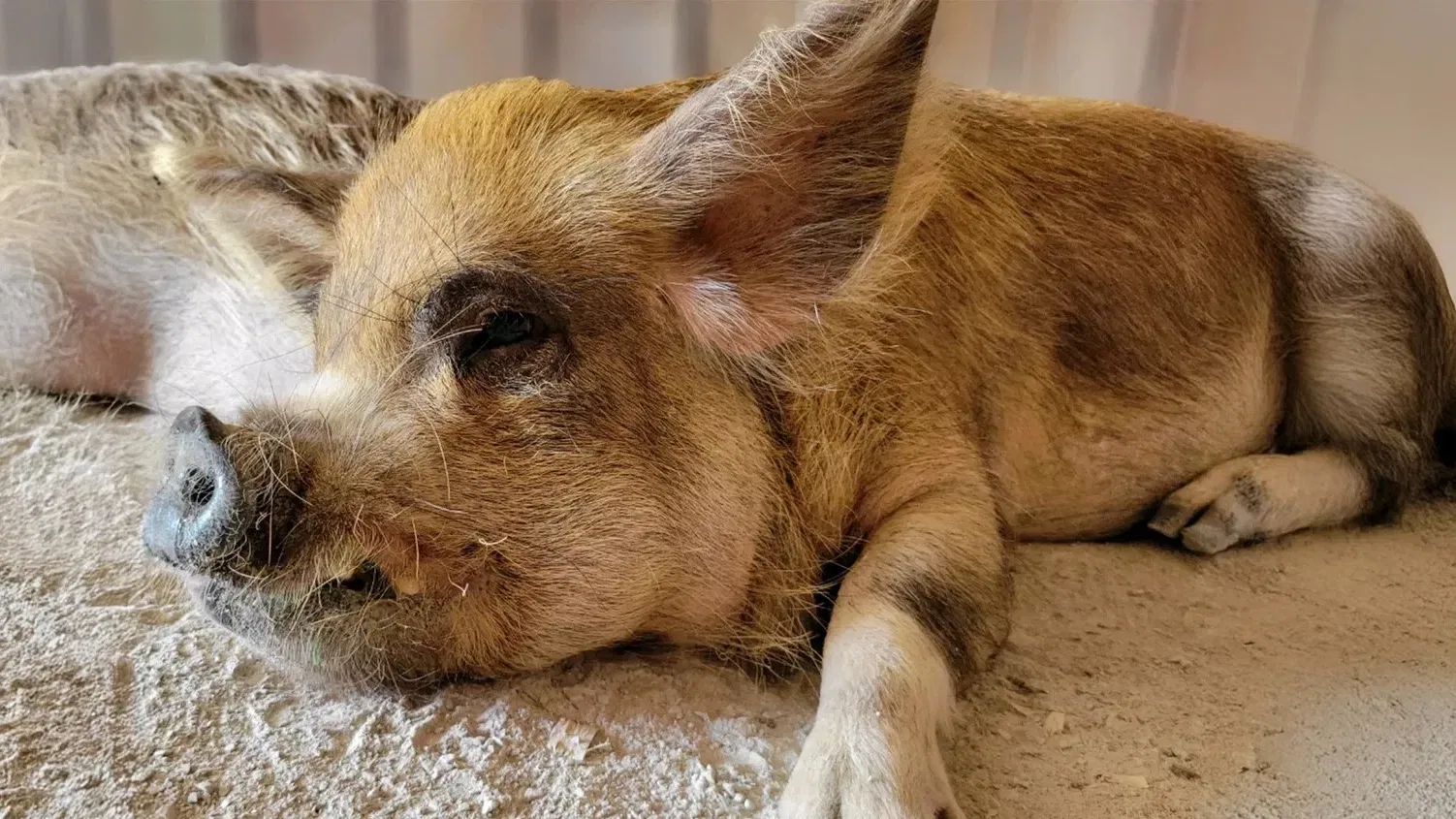Domestic Pig