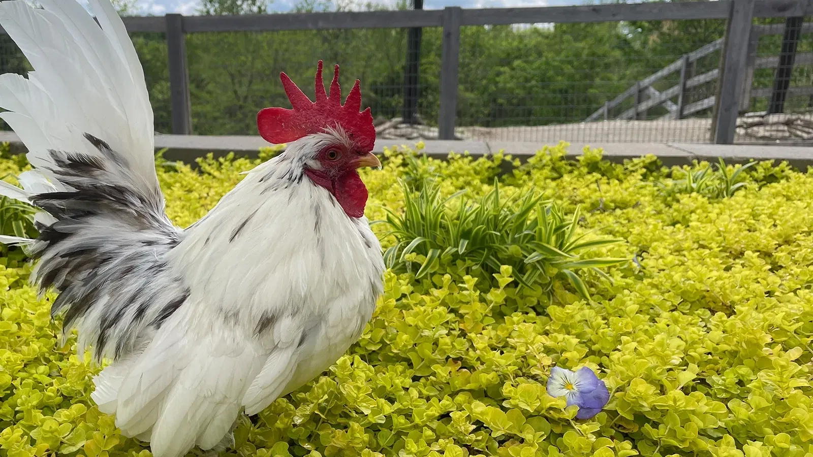 Domestic Chicken