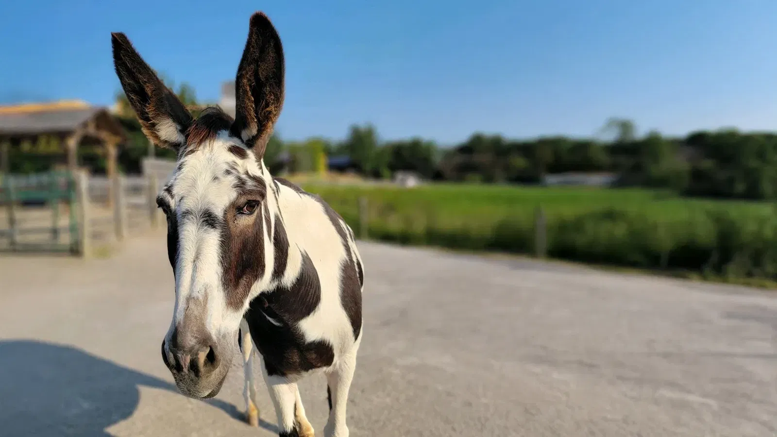 Donkey