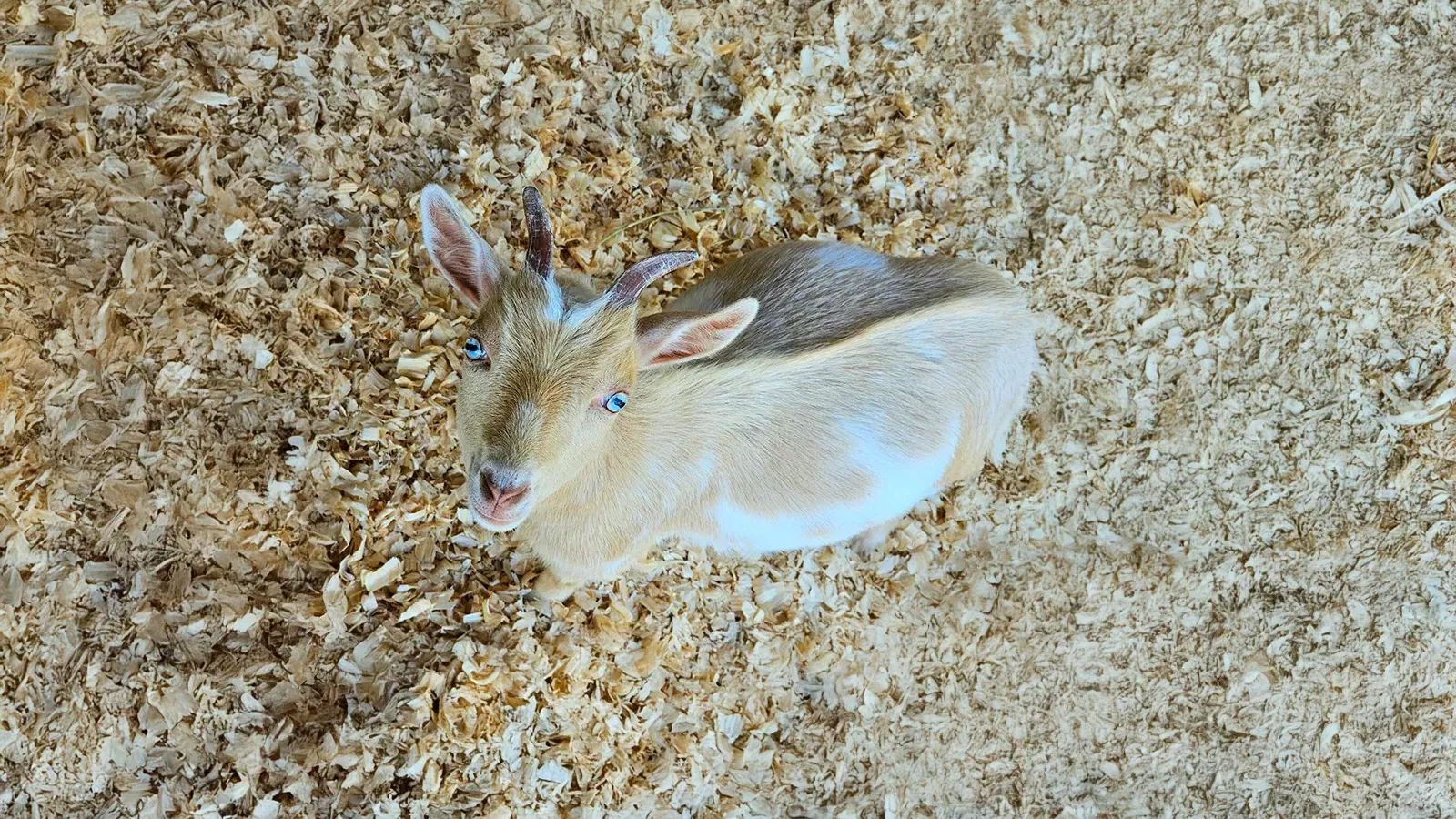 Domestic Goat