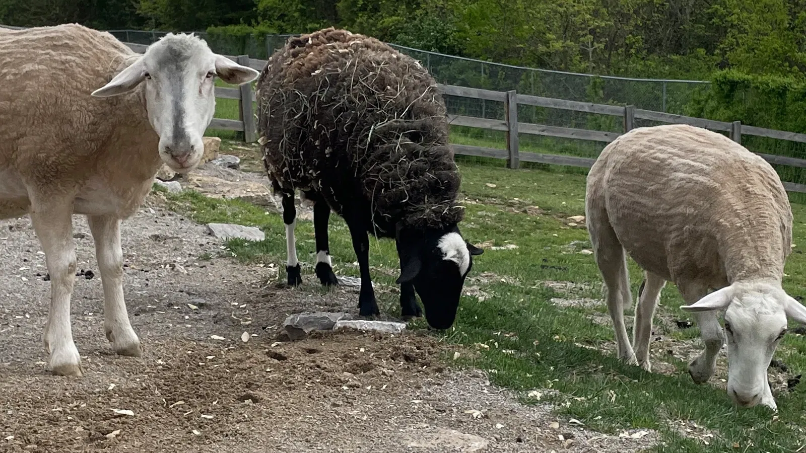 Domestic Sheep