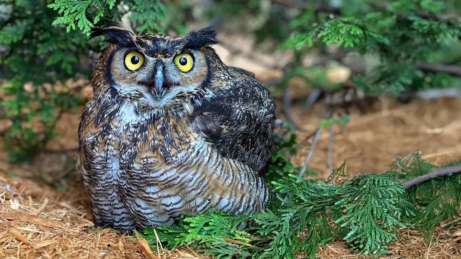 Great Horned Owl