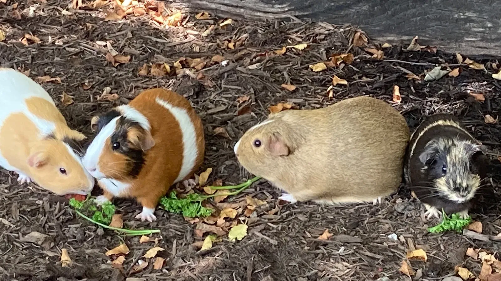 Guinea Pig