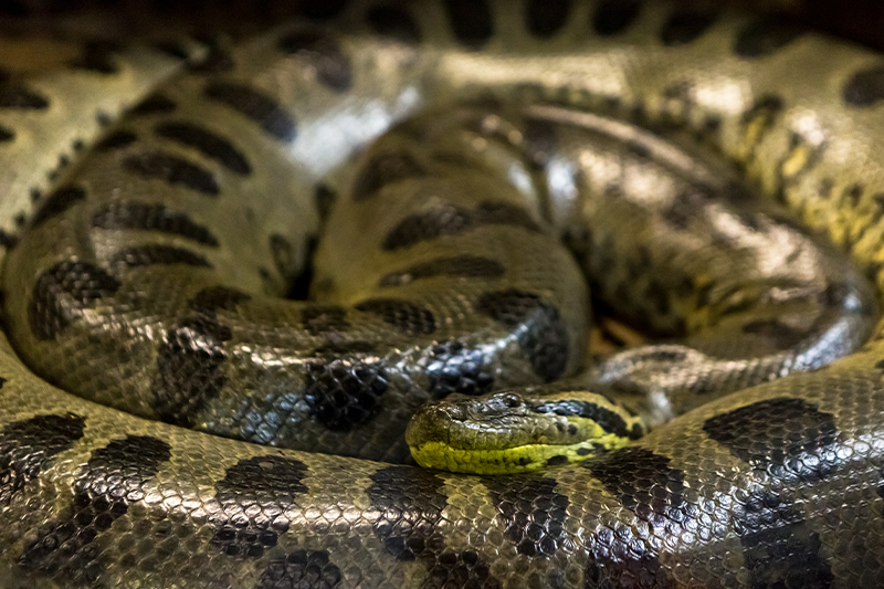 Green Anaconda