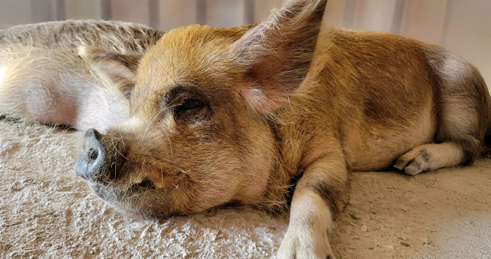 Domestic Pig