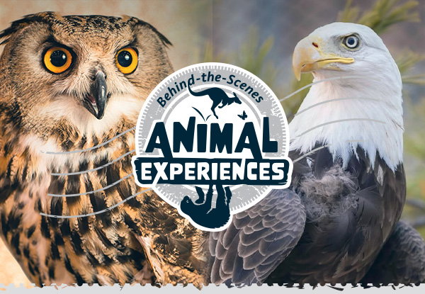 New Behind-the-Scenes Birds of Prey Experience