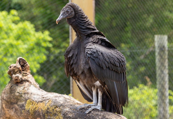 Black Vulture