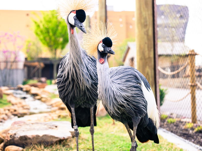 African Crowned Crane