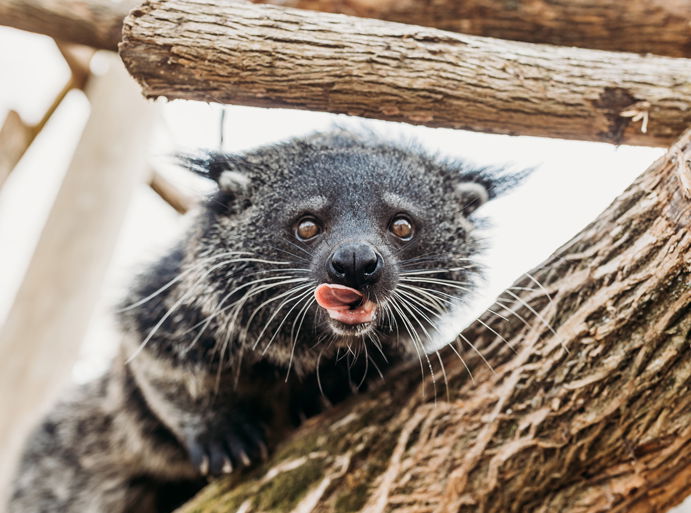 Binturong