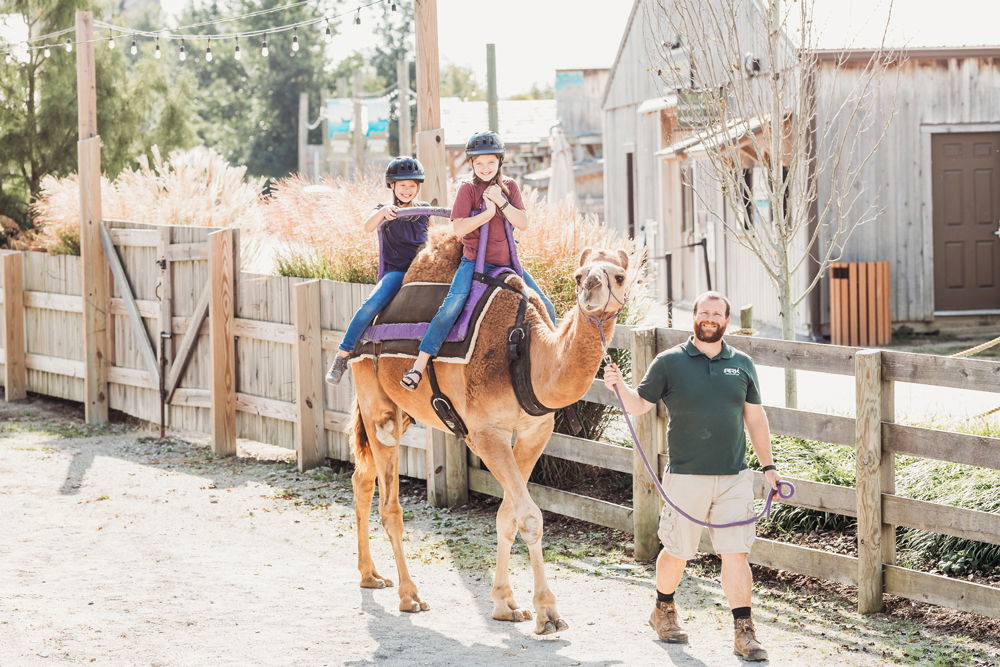 Camel Ride