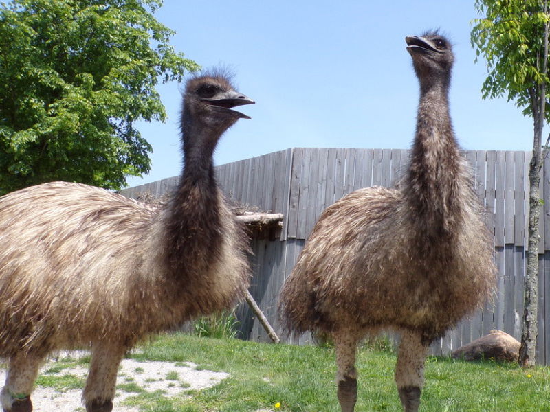 Emu