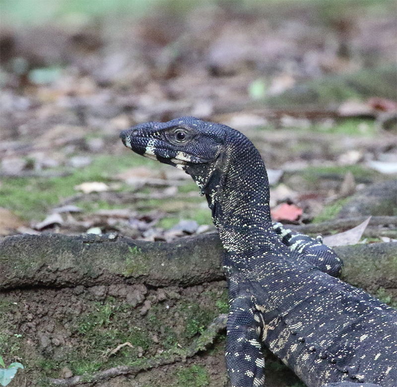 Lace Monitor Header