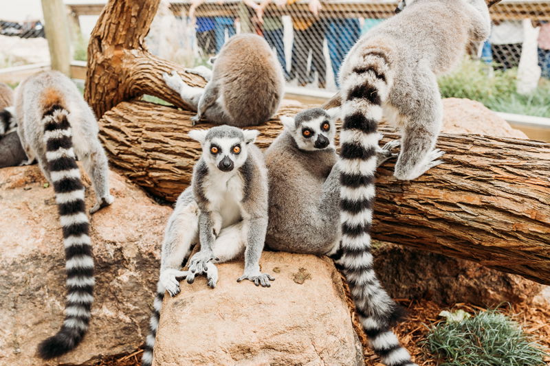 Ring-Tailed Lemur