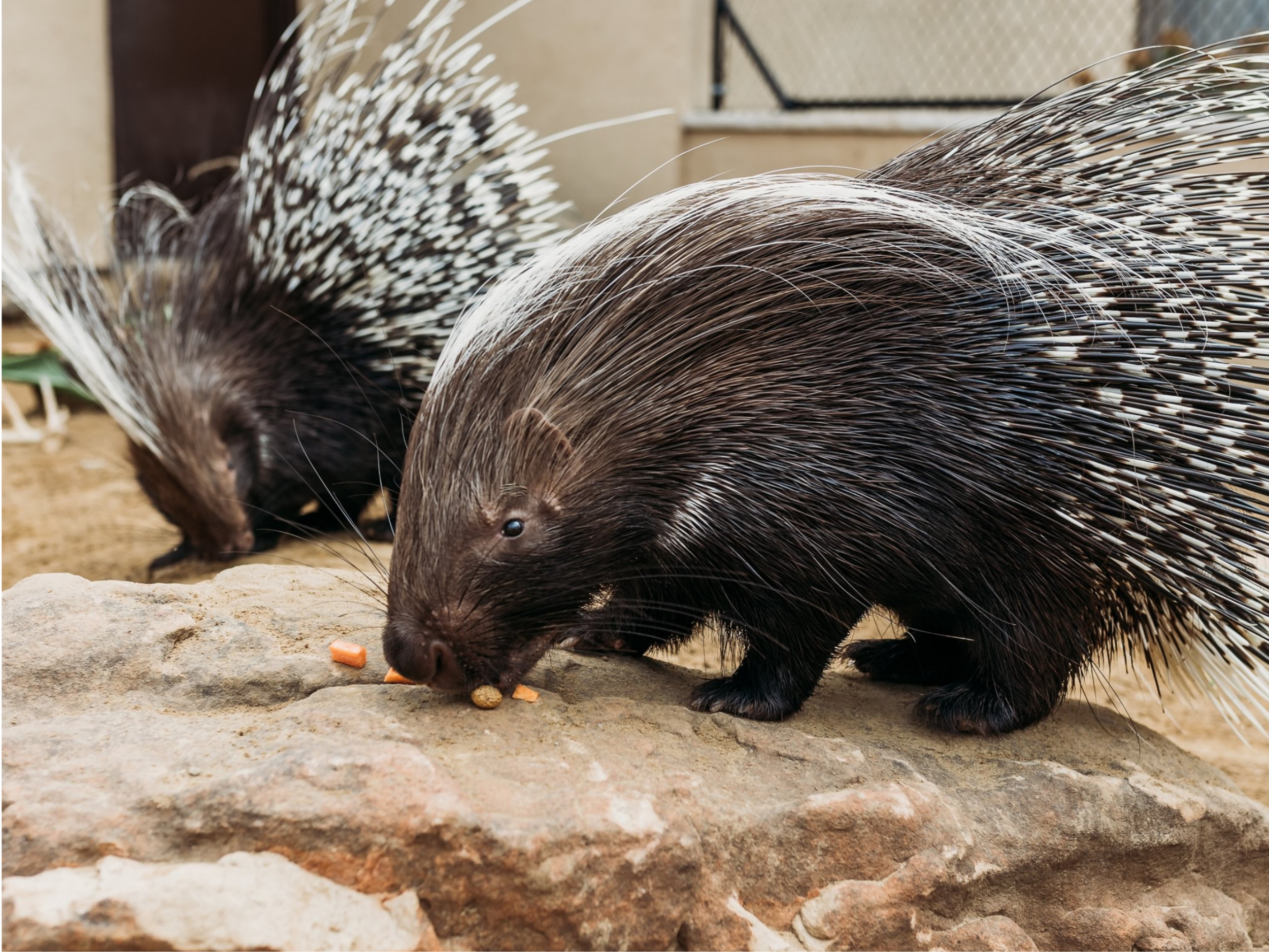 African Crested Porcupine | Ark Encounter