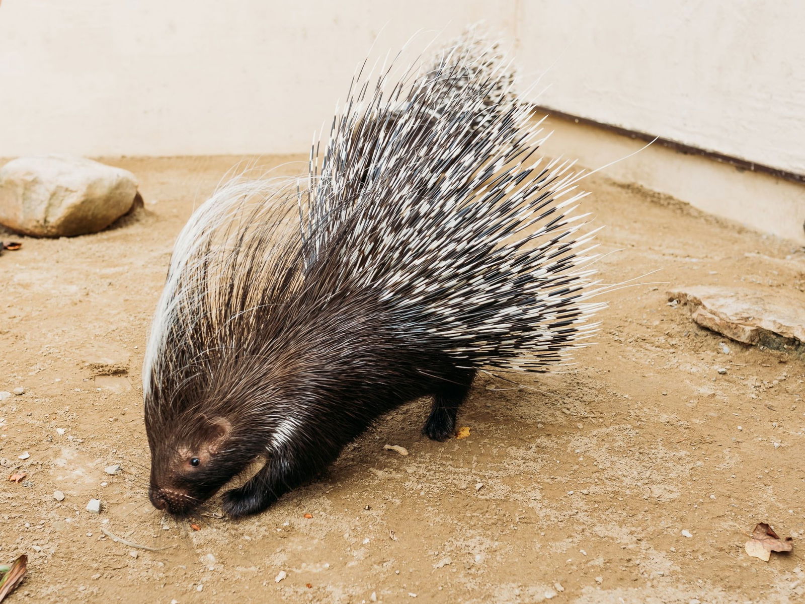 African Crested Porcupine