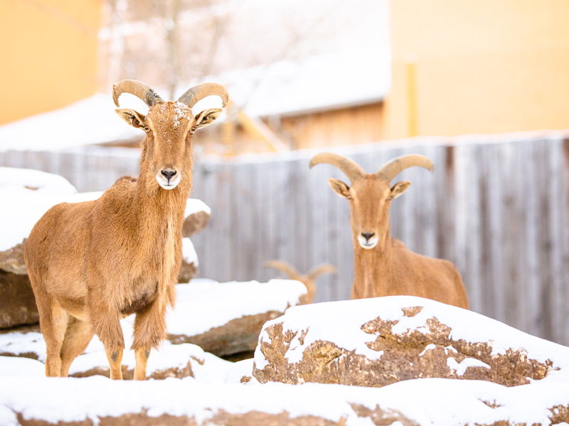 Aoudad Sheep