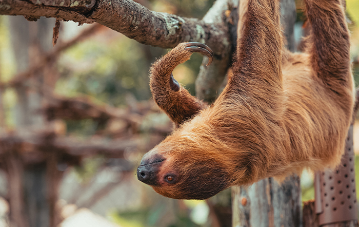 Hoffmann’s Two-Toed Sloth