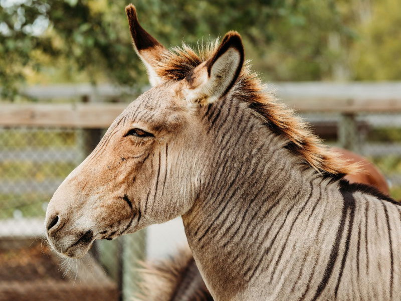 Grant’s Zebra/Zebroid