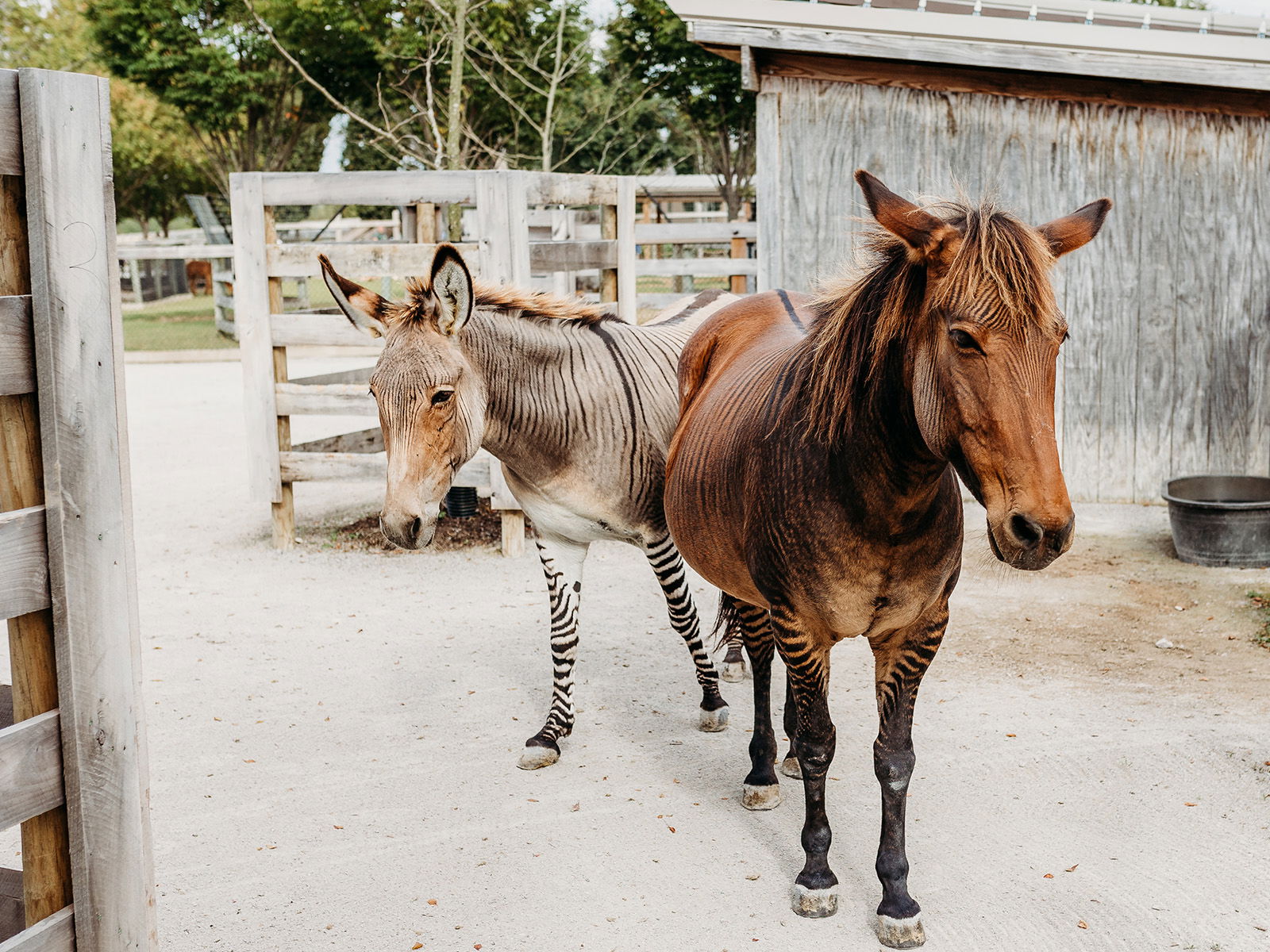 Zebroid