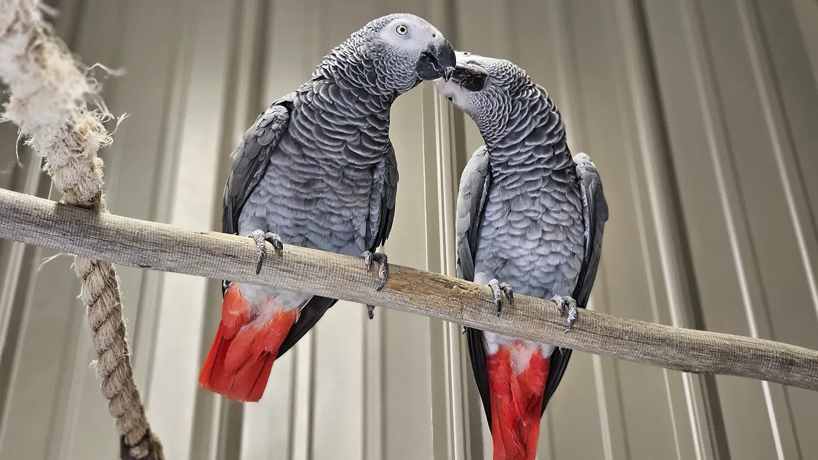 African Gray Parrot
