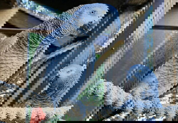 African Gray Parrot