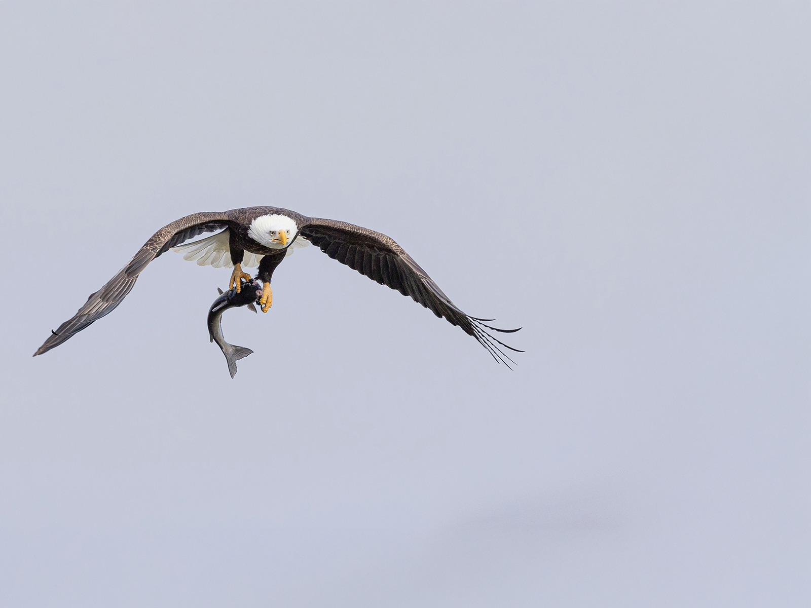 Bald Eagle