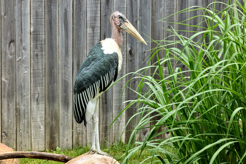 stork