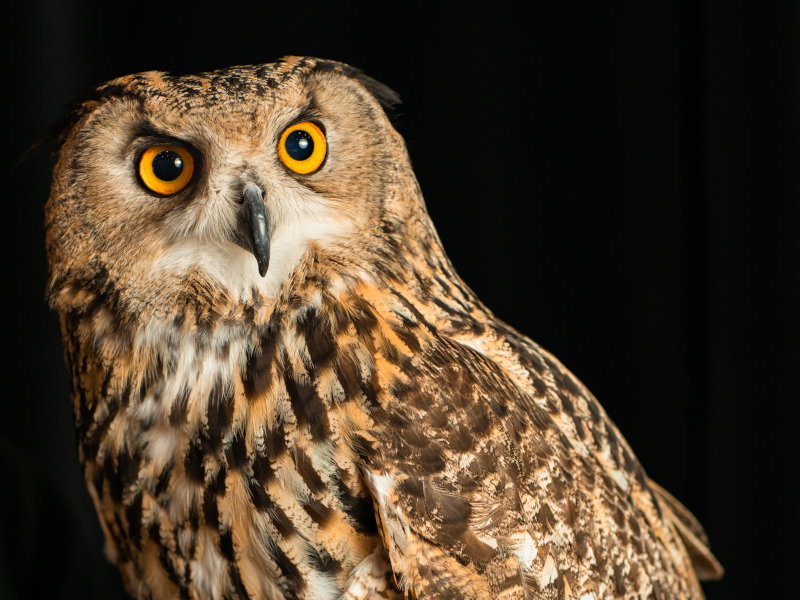 eurasian eagle owl front