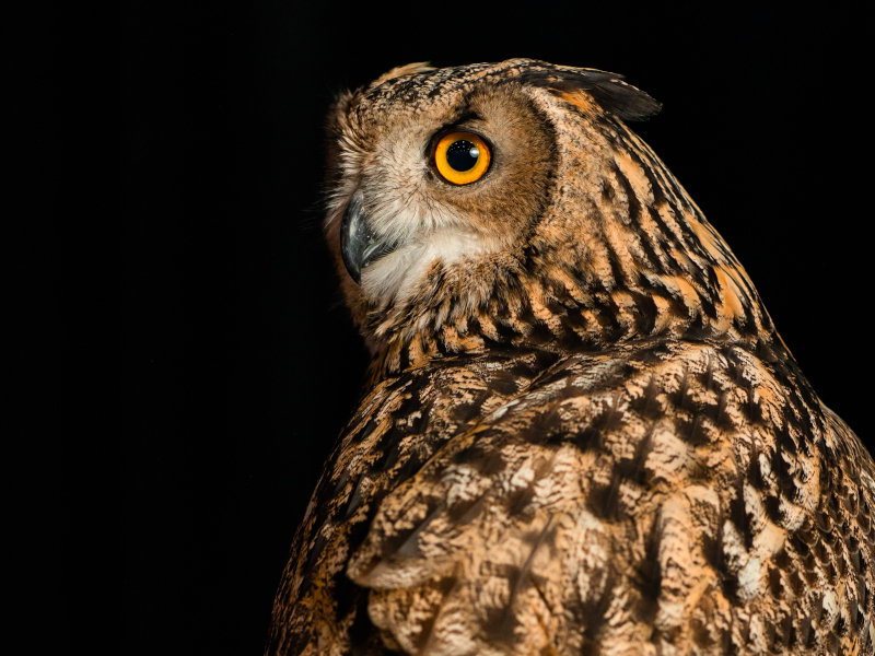 eurasian eagle owl side