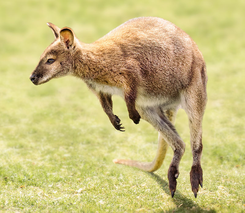 wallaby jumping