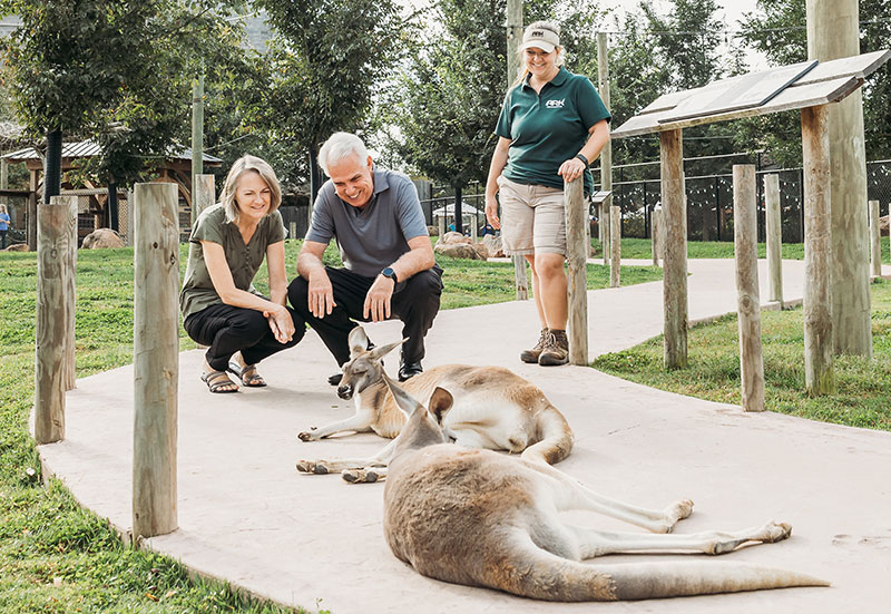 people observing wallabies