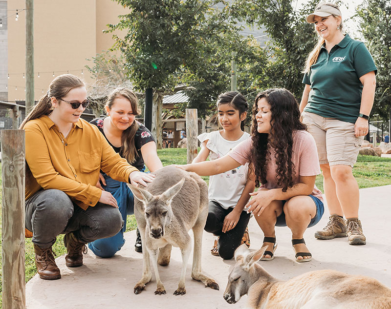 people petting wallabies