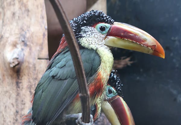 Curl-Crested Araçari