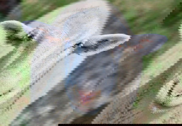 Domestic Sheep