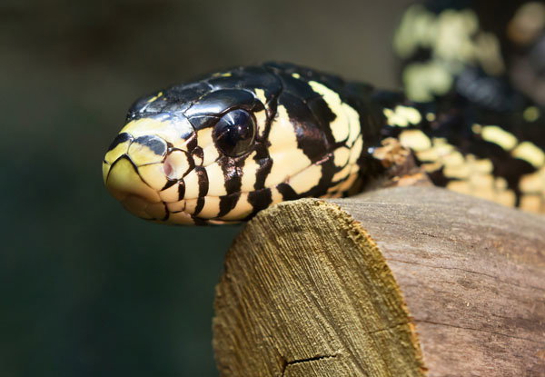 Tiger Rat Snake