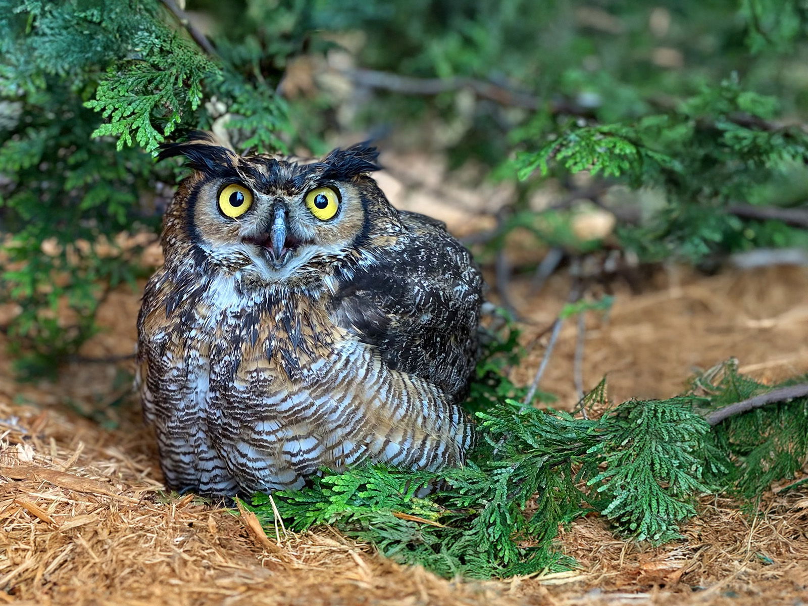 Great Horned Owl