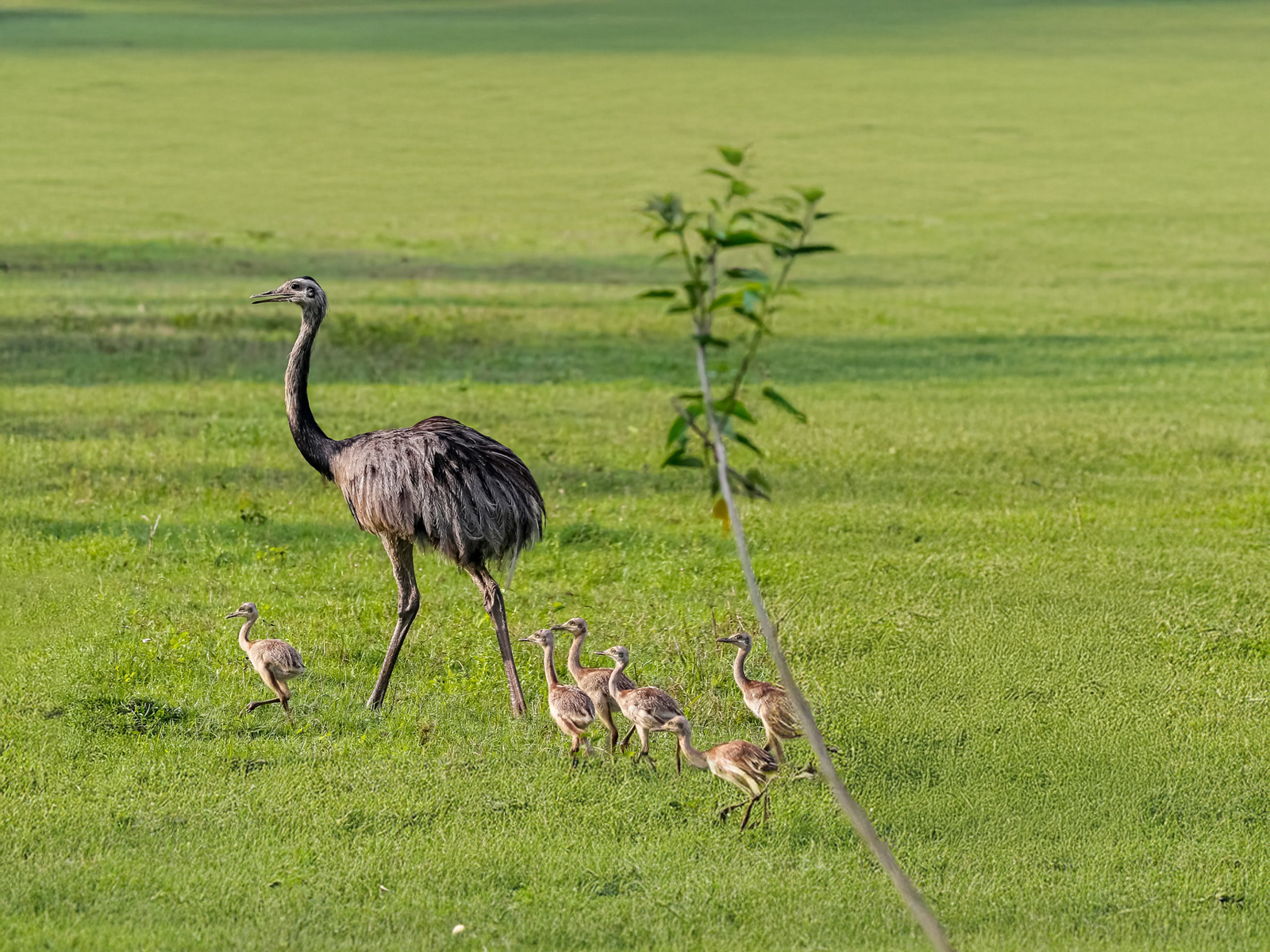 Greater Rhea