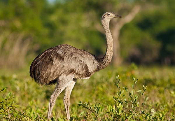 Greater Rhea