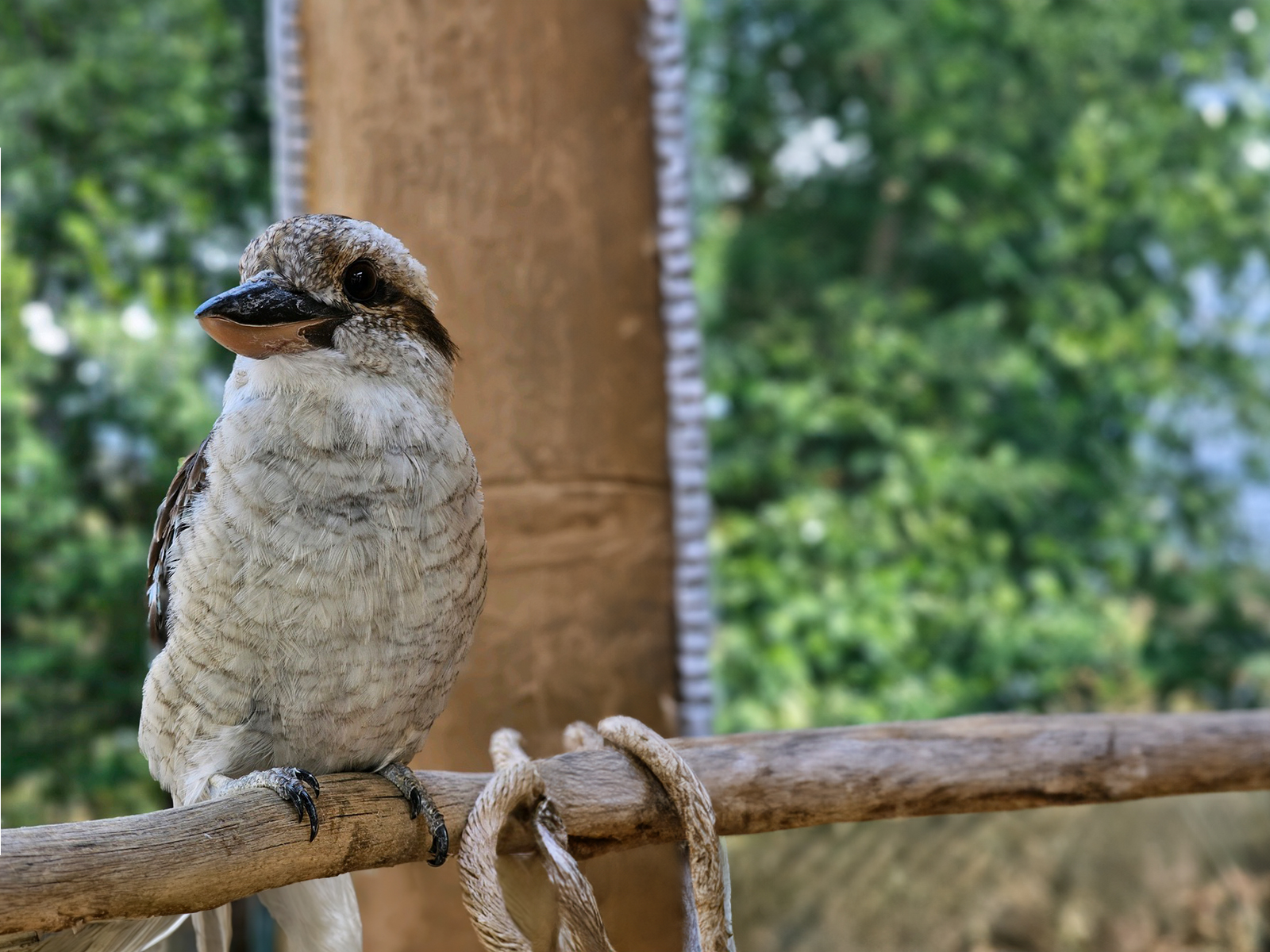 Laughing Kookaburra