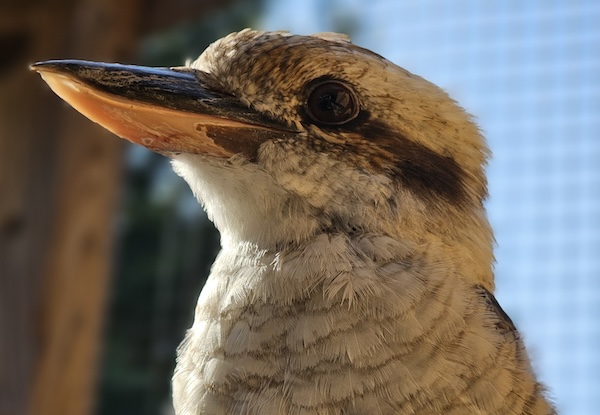 Laughing Kookaburra